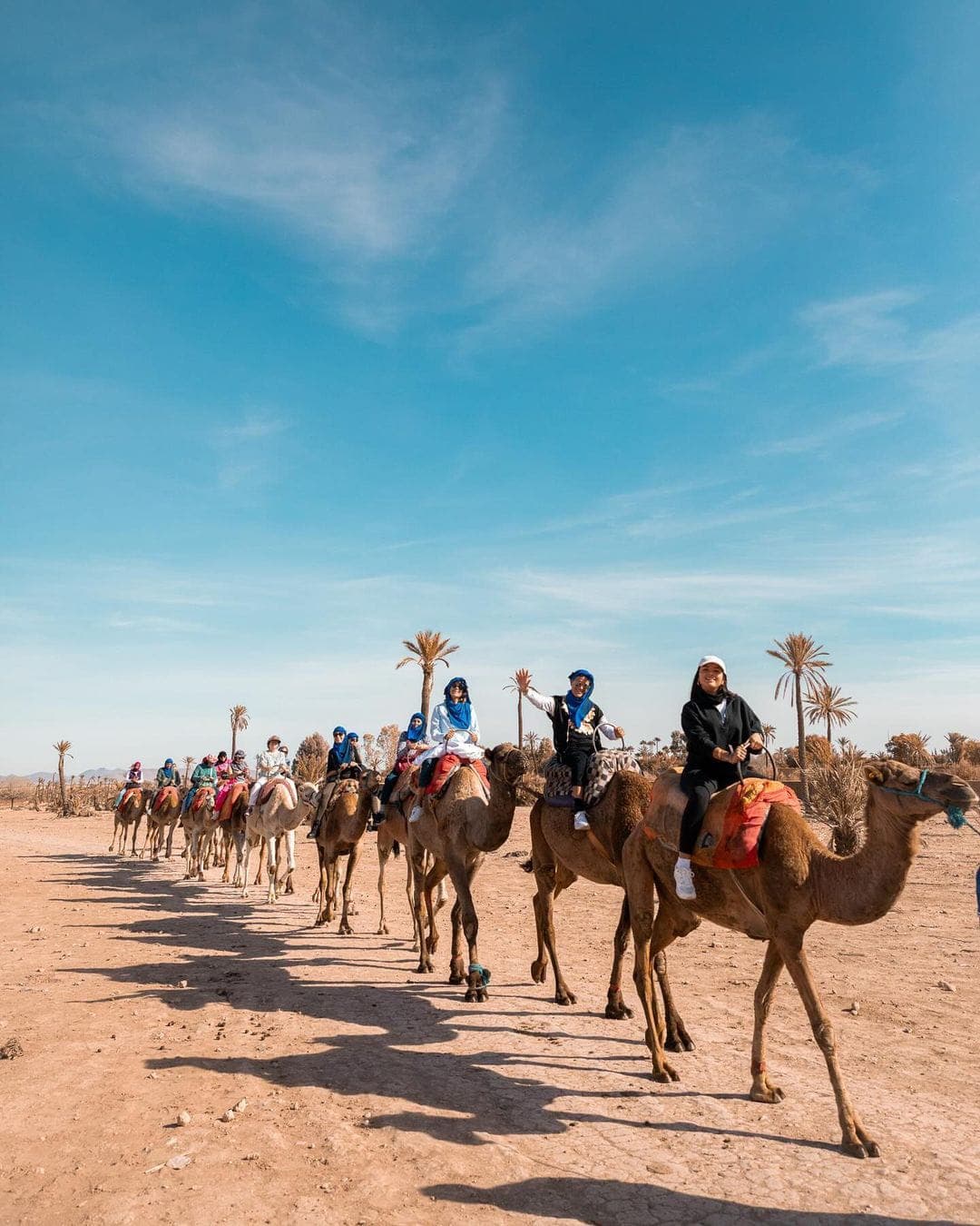 Dromadaire à la Palmeraie de Marrakech